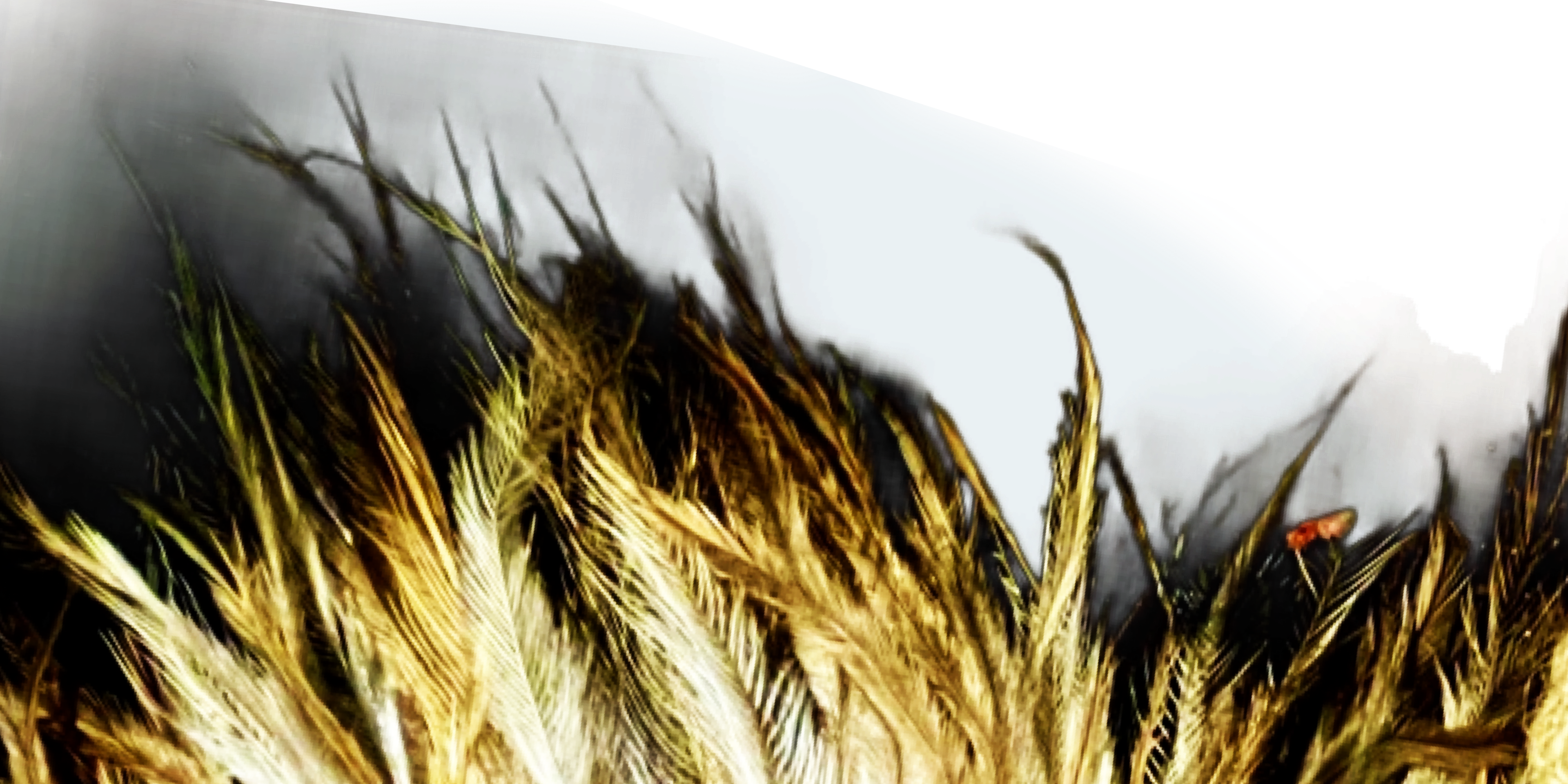 Close-up of emu feathers with a dark transparent background